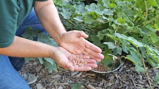 Ten Types of Berries That Can Grow in Utah Zone 6 [upl. by Yrhcaz]