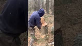 accidentally cut down a treechainsaws hardwaretools viralvideo foryou [upl. by Oeak242]