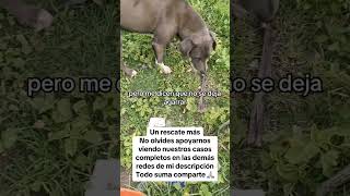 perros de la calle perros perroscallejeros rescateanimal fypシ゚ parati viralvideo [upl. by Vita451]