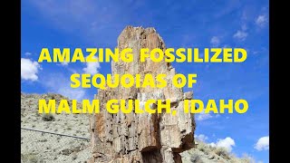 The Fossilized Sequoias and Outstanding Geology of Malm Gulch Idaho [upl. by Eirena]