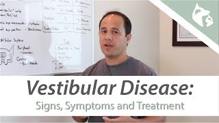 What is Vestibular Disease [upl. by Annice]