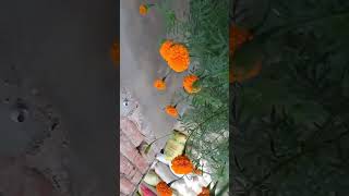 Puara sa marigold flowers song nature beautiful musichub marigold [upl. by Jolanta]