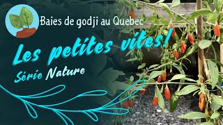 Baies de godji au Québec ben oui cest possible  autonomiealimentaire [upl. by Dloreg451]