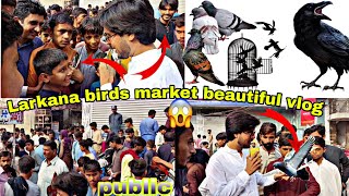 Larkana birds market vlog 🕊️pigeons Azad prank fans ke Sath interview hand tame pigeons 🕊️pigeon [upl. by Ahsirk]