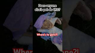 The biggest pile of blankets EVER guineapig cute pets cutepets petlover hide shorts viral [upl. by Gherlein729]