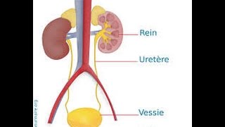 syndromes infectieux urinaires en image  Dr Astuce [upl. by Leeban]