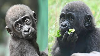 Juno amp Venus Baby Gorillas Growing Up Wild [upl. by Notecnirp756]