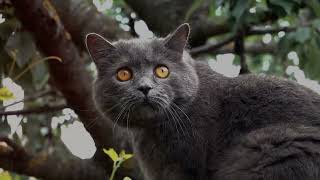 Bewitching Beauty of Nebelung Cats Exposed [upl. by Selhorst]