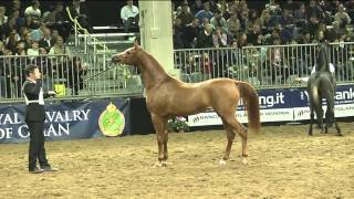 Italiano con Larabo cavallo arabo  Fieracavalli 2013 Verona [upl. by Malas737]