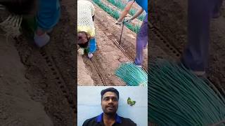 🤔வெங்காயம் நட சூப்பர் டூல்⁉️  Amazing Farm Tool 💥 trending onion planting tools viral shorts [upl. by Alyehs]