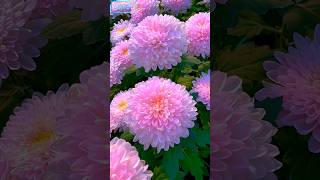 Beautiful chrysanthemum bloomflower chrysanthemum shor [upl. by Edialeda]