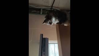 Wtf 😂 cat kitten cuteanimal catlover kitty cutecat cute cats catvideos catlady [upl. by Johannah740]