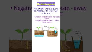 hydrotropism nasticmovements biology class10 shorts ytshorts [upl. by Oicelem120]