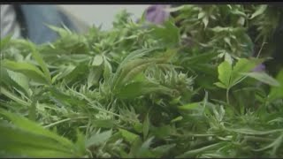 Local provisionary licenses approved for medical marijuana in Hubbard and Struthers [upl. by Naig962]