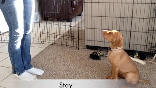 Vizsla puppy Tricks amp Dog training 10 wks old [upl. by Irfan306]