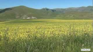 Castelluccio di Norcia e la fioritura delle Lenticchie nel Parco Monti Sibillini  Sibilliniwebit [upl. by Goddart]