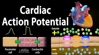 Cardiac Action Potential Animation [upl. by Ecirted]