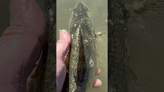 River Walleye Release [upl. by Branscum876]