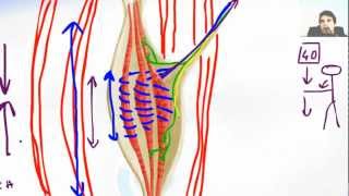 The Stretch Reflex Of Muscle Spindle [upl. by Aihseyn]