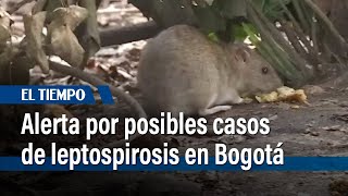 Alerta por al menos 465 casos reportados de leptospirosis en Bogotá  El Tiempo [upl. by Anear]