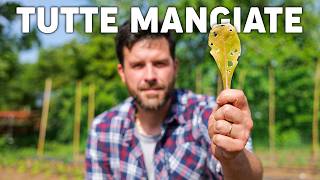 INSETTI CHE MANGIANO GLI ORTAGGI soluzione naturale biologica [upl. by Utta]