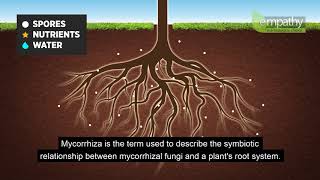 Mycorrhizal Fungi Animation [upl. by Lilithe]