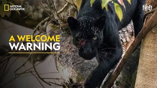 A Welcome Warning  The Real Black Panther  हिन्दी  Full Episode  S1  E1  Nat Geo Wild [upl. by Domenic]