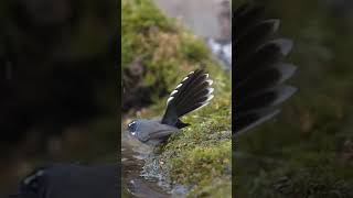 Mesmerizing Courtship Dance of the Fantail Flycatcher [upl. by Whitten]