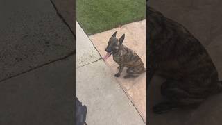 Dutch shepherd puppy progressing to off leash training puppy trending puppytraining dogbreed [upl. by Pfeifer]