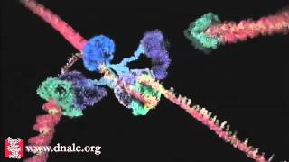 DNA Replication  DNA Polymerase and Helicase Activity Animation [upl. by Gabbey]