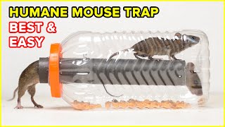 Best amp Easy Humane Mouse TrapRat Trap  DIY Rat Trap Homemade [upl. by Orola803]