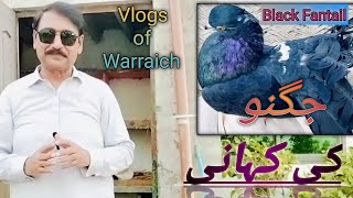 black fantailfantai pigeonbirdsThis vlog tells the story of a black fantail pigeon named Jugno [upl. by Glarum]