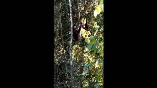 Danum Valley Borneo Malaysia  Orangutans up in the trees 2019 Dec 23 [upl. by O'Conner]