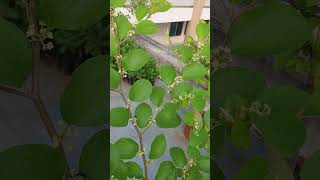 Bangladeshi plum Blooming plum trees plum plumtree bdplum blooming honeybee viralvideo [upl. by Spurgeon482]