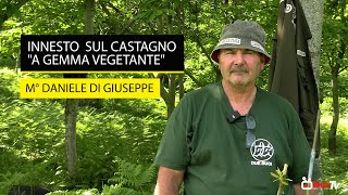 Innesto sul castagno a gemma vegetante [upl. by Eeldarb]