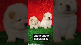 CHOW CHOW PUPPIES AVAILABLE CONTACT OR WHATSAPP8886538622 [upl. by Nalim]