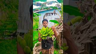 Malaysias banana trees are growing amazing bananasviralshortpalmgardenpalmtreebananafishing [upl. by Enitsyrhc]