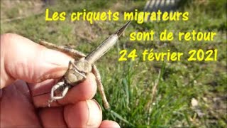 Les criquets Migrateurs bouffeurs de haricots verts sont de retour 24 février 2021 [upl. by Ardnahcal]