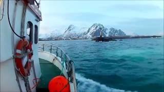 Skreifiske i Lofoten Med MS Hopvåg [upl. by Bovill]