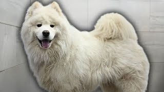 Samoyed dog hardly survives his grooming appointment [upl. by Giff844]