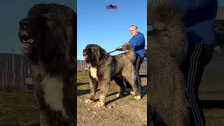 Dog 11 months old dog dogs bigdog puppy animals [upl. by Eidnak]