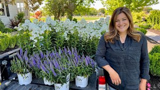 Planting Colorful Perennial Phlox amp Veronica 💜🤍💚  Garden Answer [upl. by Mathew]