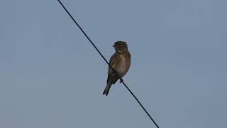 Common Linnet Fanello Carduelis cannabina [upl. by Arihs929]