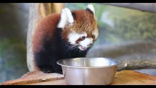 Second Cutest Red Panda Cub Video [upl. by Pfeifer373]