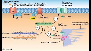 The Heart Part 5  Autonomic Influence over Heart Rate amp Cardiac Output cAMP Starling Law [upl. by Glynas553]