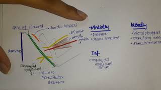 Temporomandibular Joint TMJ  Articular Surfaces LigamentsArticular discs [upl. by Eiramanig]