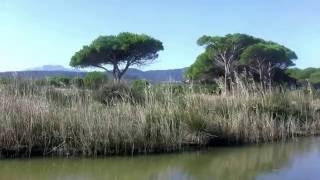 Sardaigne pinède et nature du littoral de Budoni [upl. by Erminna230]