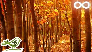 Fall Asleep Fast Deep Relaxing Music Sleep Music Meditation Music Sleeping Music ★135 [upl. by Eihctir]