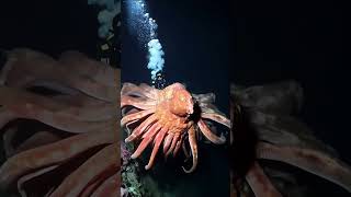 Deep Sea Giants Discovered 🐙🌊DeepSea OceanExploration SeaCreatures GiantSquid [upl. by Petty573]