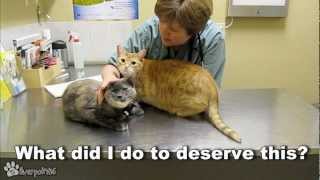 Cats Demand Attention From Vet [upl. by Aihsitan]